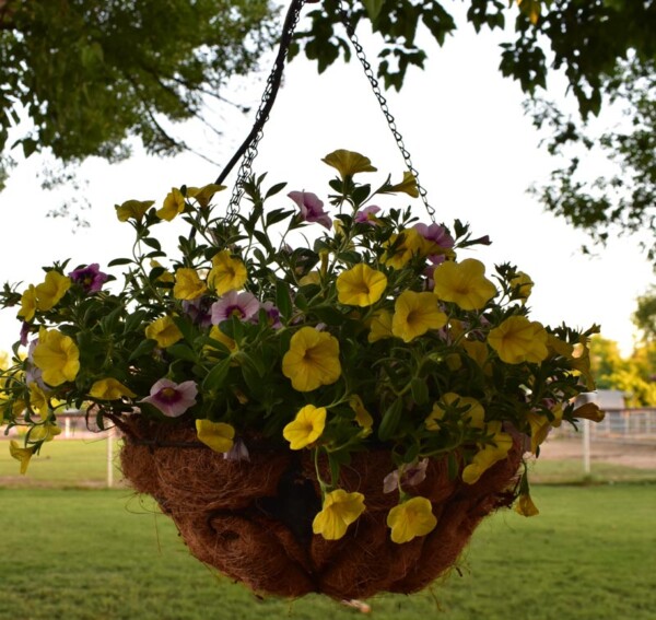 DIY Hanging Plant Drip System Patio, Automatic, Irrigation, Sprinkler