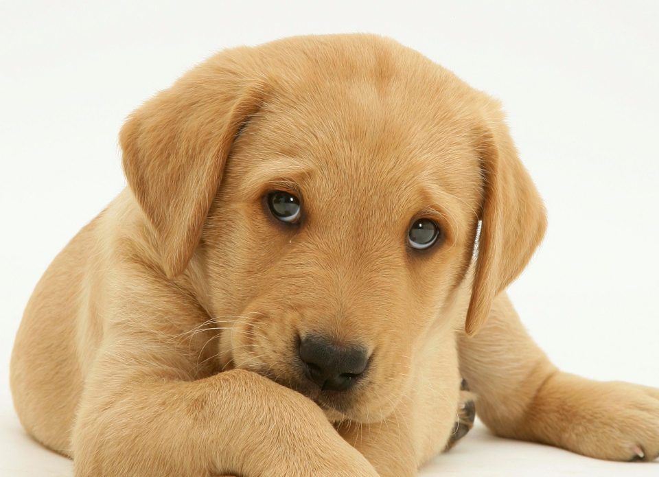 Dog 1 Teens Now Talk