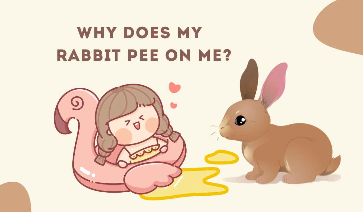 Why Does My Rabbit Pee on Me?