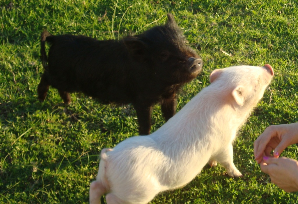 Miniature Pet Pigs
