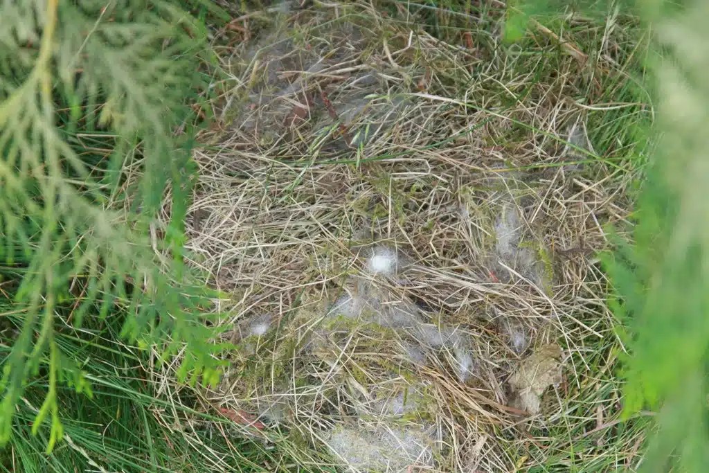 What Do Rabbits Nests Look Like Teeny Tiny Tails