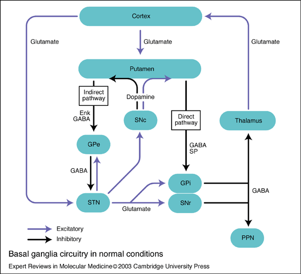 basal ganglia circuitry | teesneuro.org