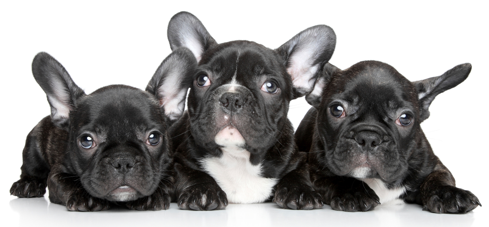 French Bulldog Store Teespring