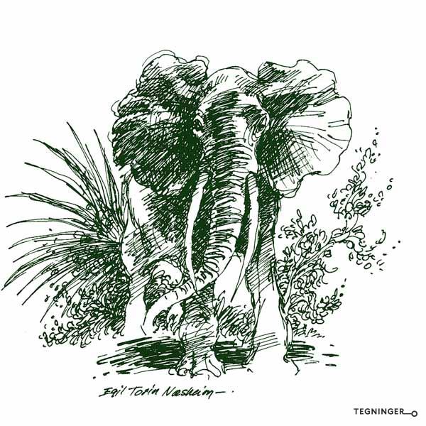 Elefant NATUR Tegninger.no