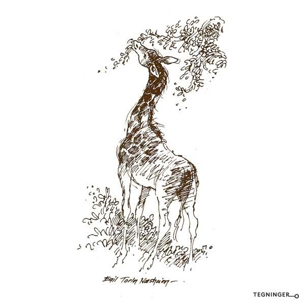 Giraff DYR Tegninger.no