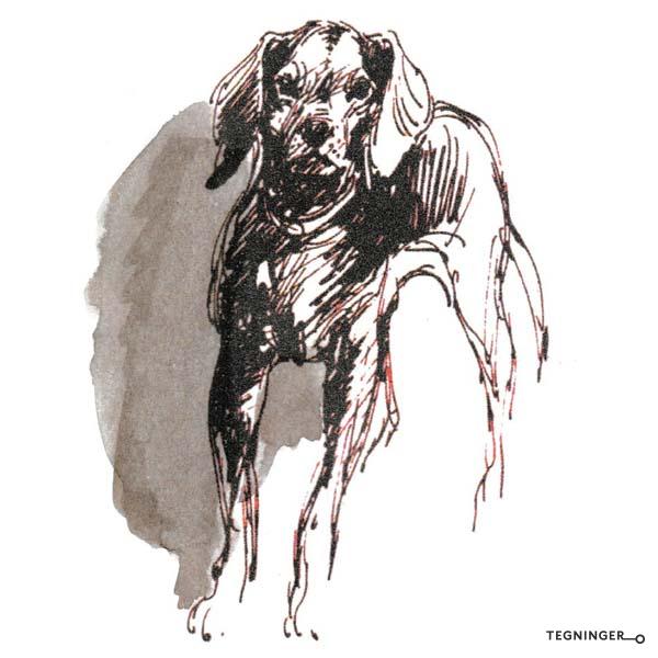 Hund DYR Tegninger.no