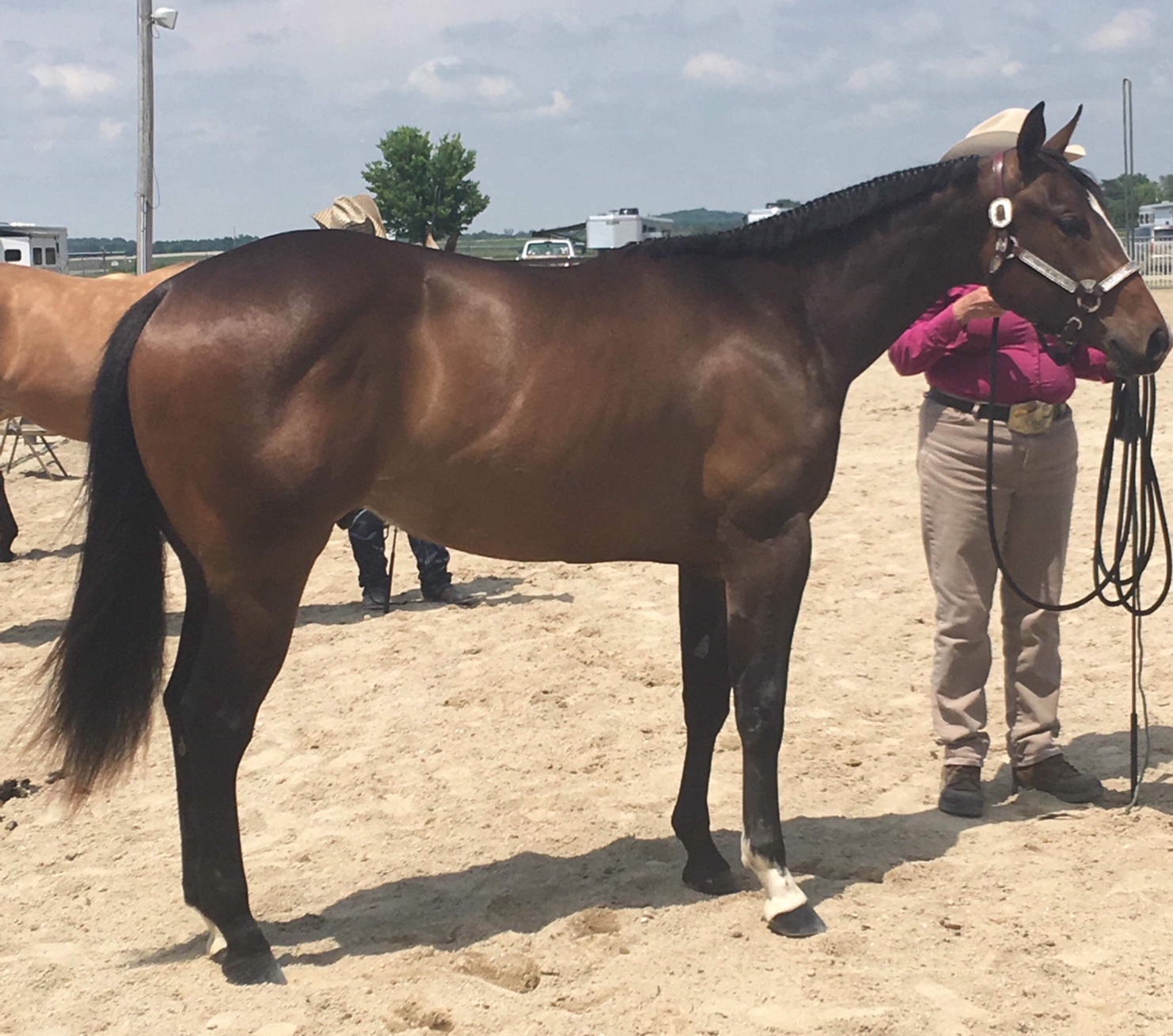 My Genes Are Dirty Tegtmeier Paints & Quarter Horses