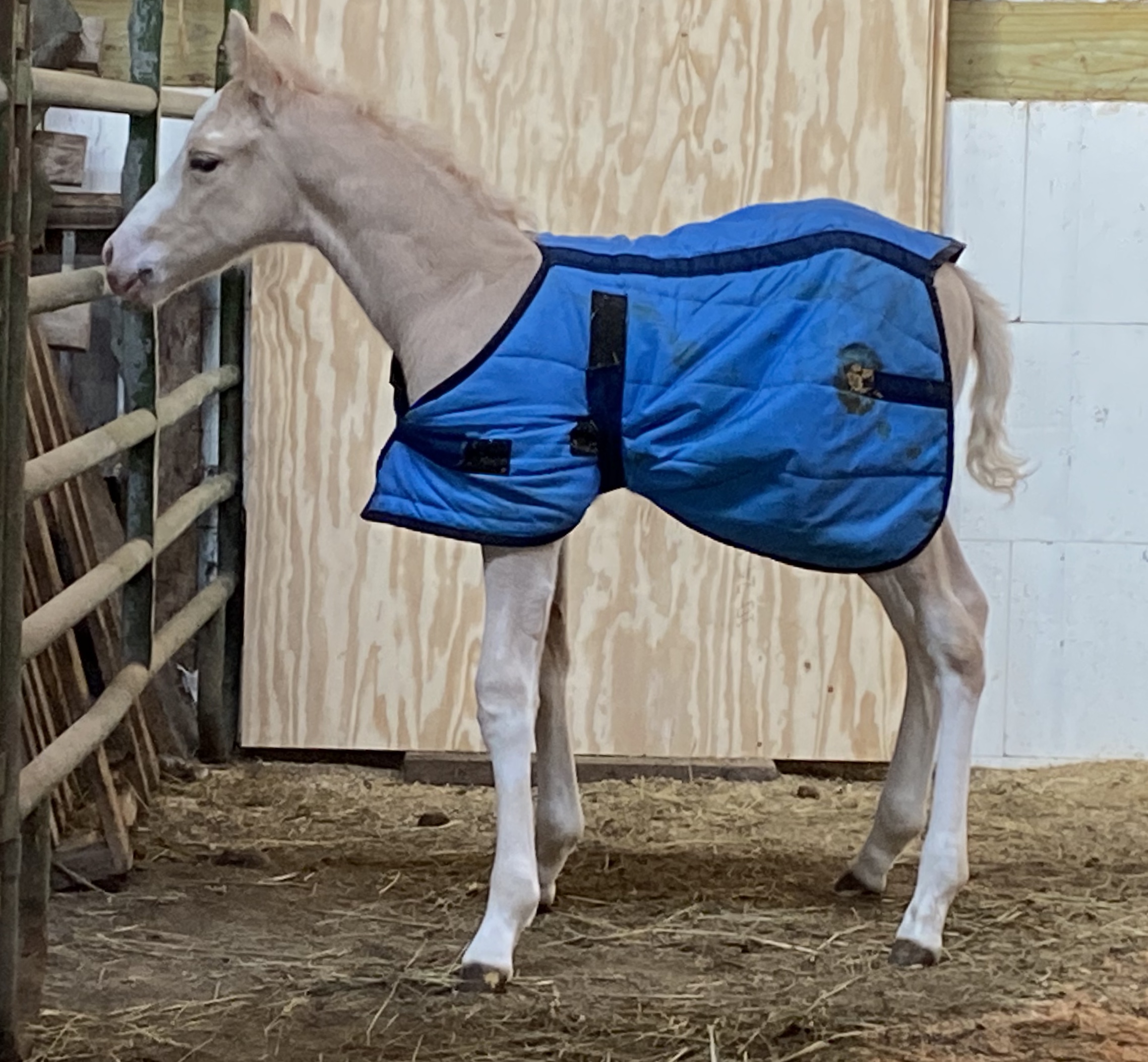 Dillon show and sale Tegtmeier Paints & Quarter Horses