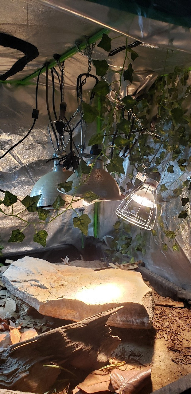 Grow tent enclosure with progress photos! Tegu Talk