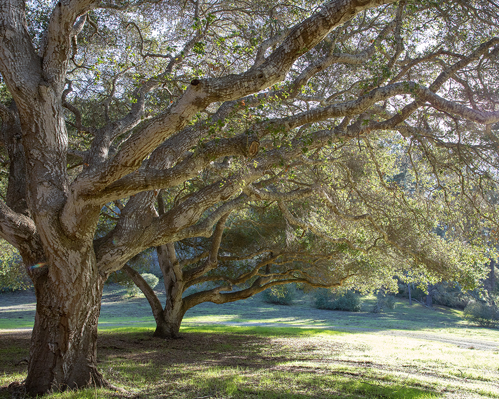 The Forest at Tehama Carmel Real Estate Homesite for Sale