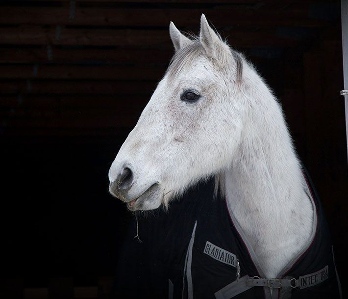Preventing frostbite in horses Townsend Equine Health Research Fund