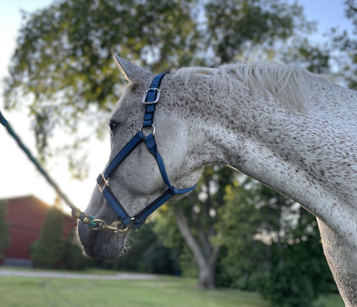 TEHRF research grants 202223 Townsend Equine Health Research Fund