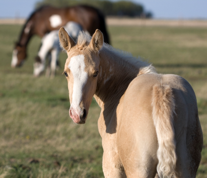 Horse Health Lines (Fall 2023) now online Townsend Equine Health