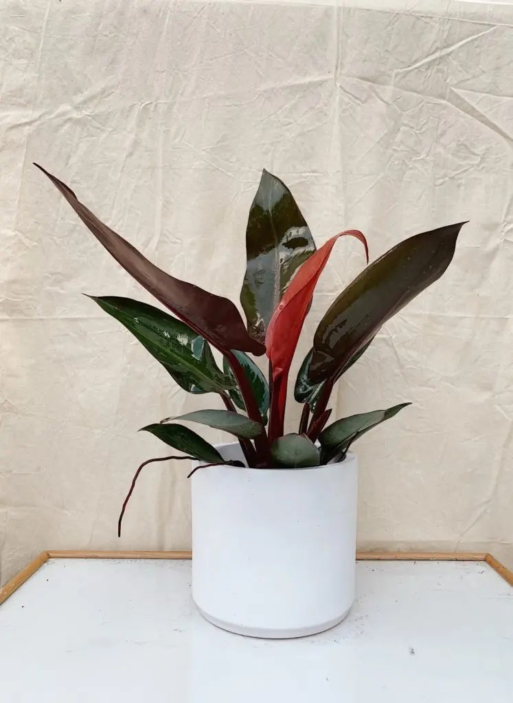 Buy Plants Online Malaysia 8 Malaysia Plant Stores To Order From Teh