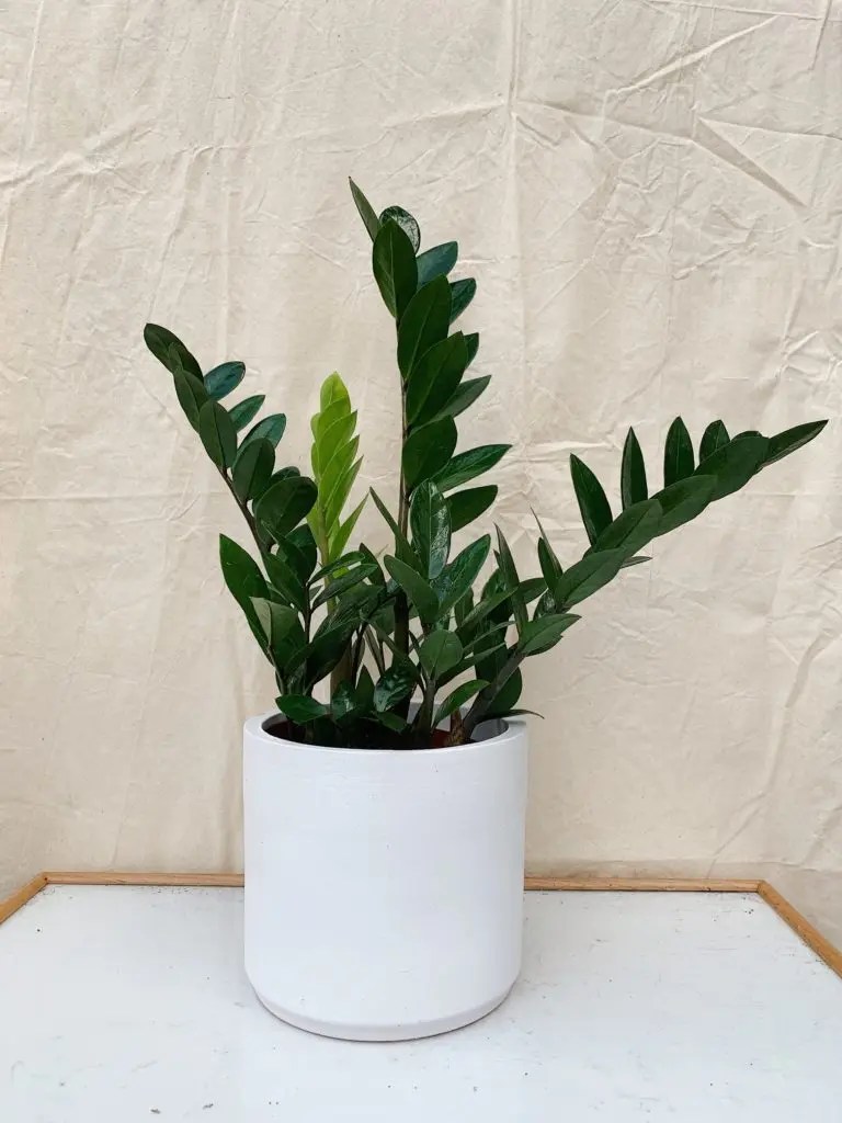 Buy Plants Online Malaysia 8 Malaysia Plant Stores To Order From Teh