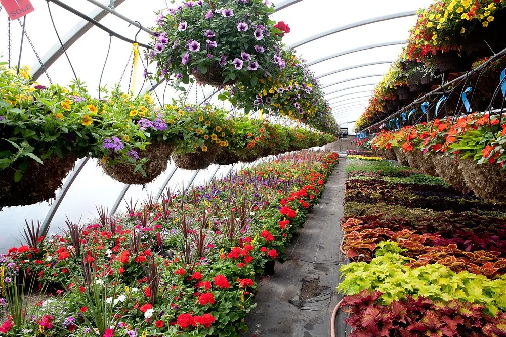 10 Best Places For Plant Nurseries In Johor Teh Talk