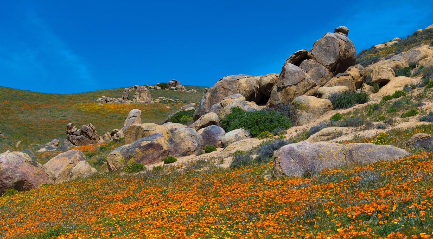 » The Working Ranch