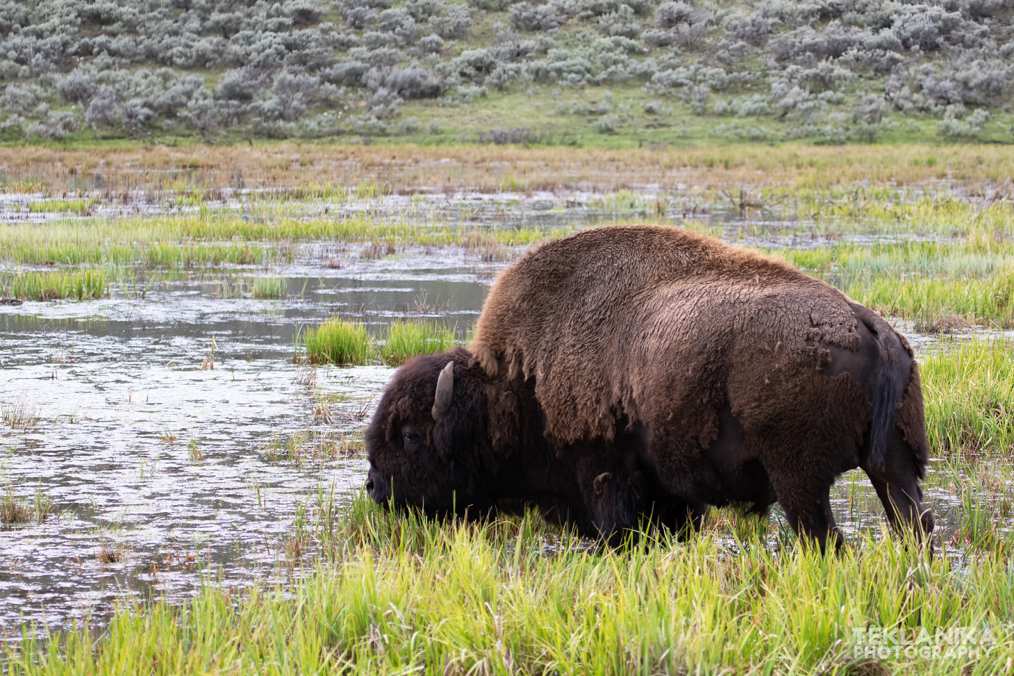 Plains Bison Teklanika Nature Photography