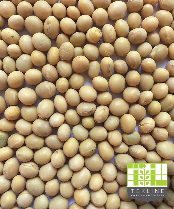 Buy【soybeans in bulk】for export from Ukraine — TEKLINE COMMODITIES UKRAINE