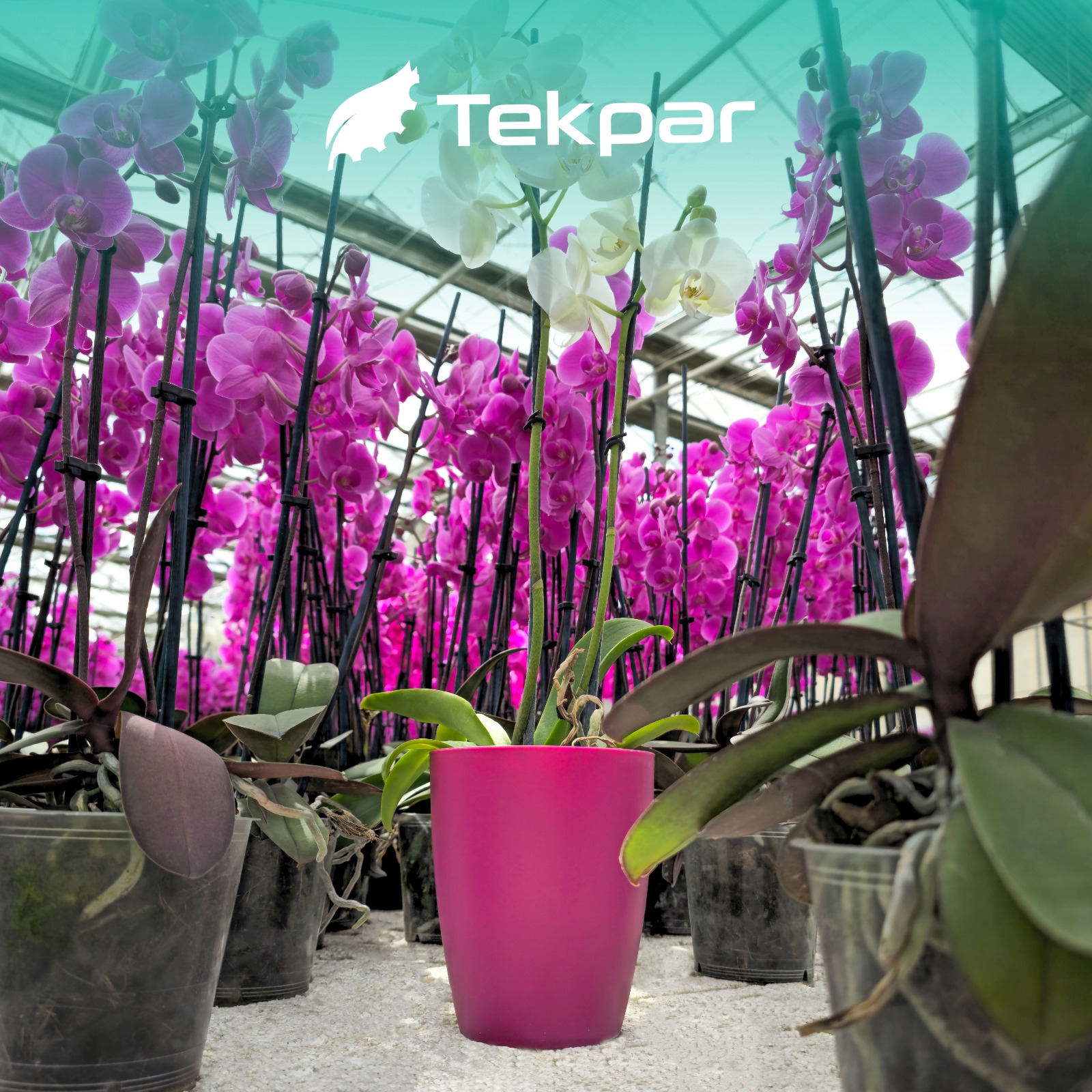 Orchid Pots TEKPAR