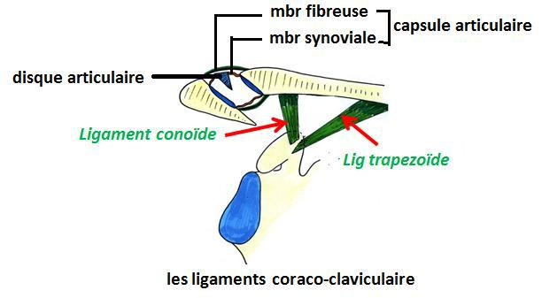 Cours anatomie 1ere année medecine Complexe Articulaire