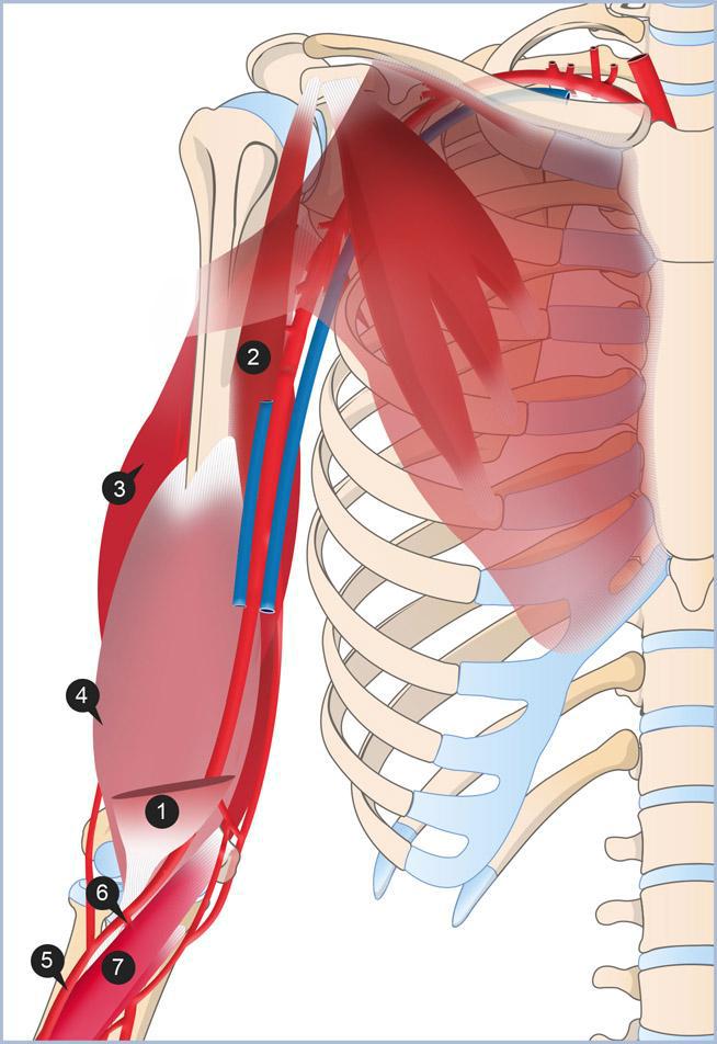 Cours anatomie humaine 1ere année medecine Artère brachiale