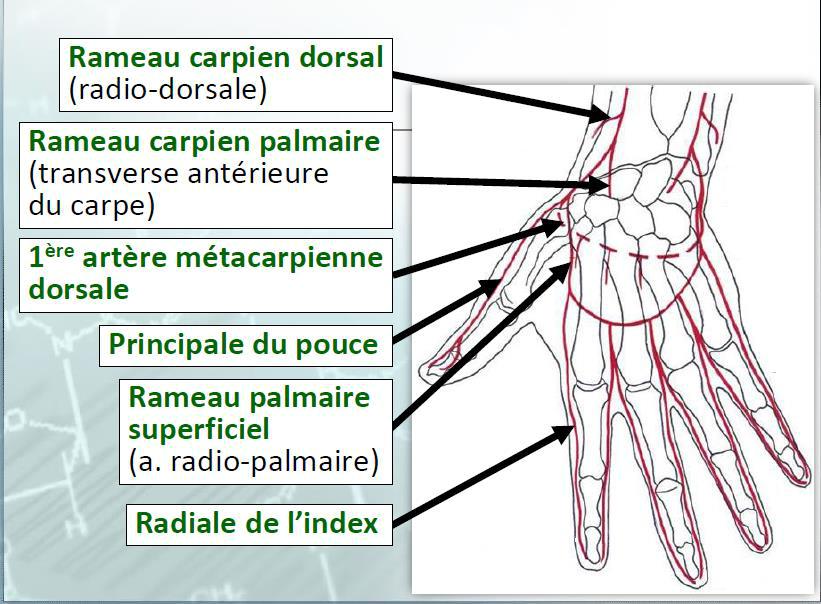 Cours anatomie 1ere année medecine Les Artères de l'avant