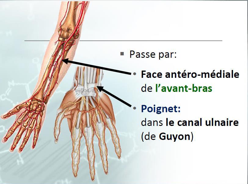 Cours anatomie 1ere année medecine Les Artères de l'avant