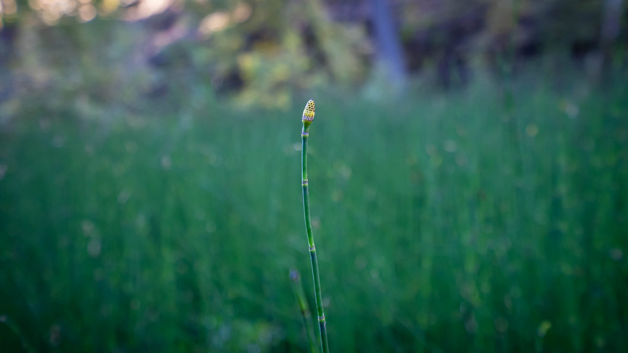 Single Reed Telepathic Stuntman