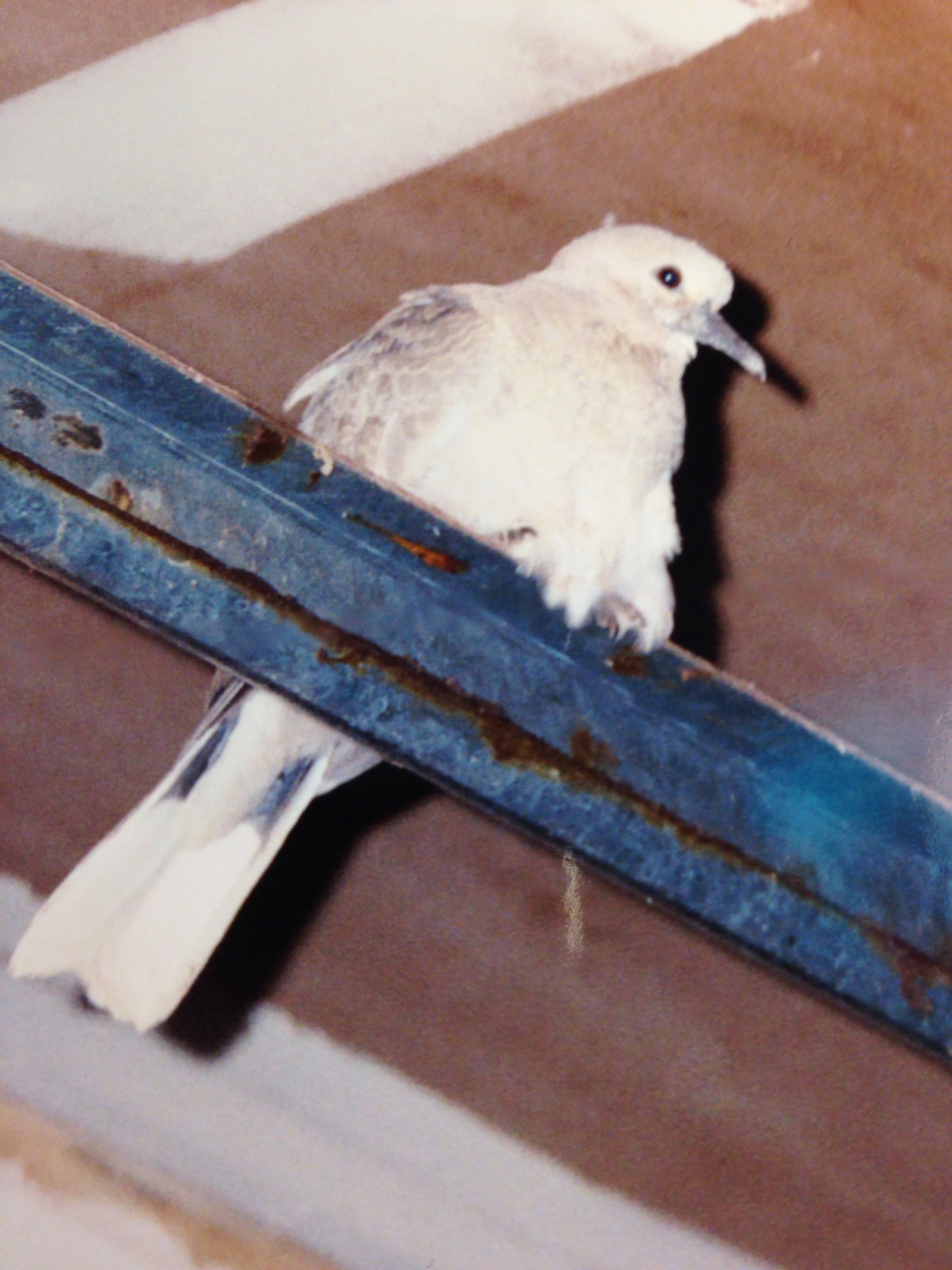 Bird of the Week White Dove teleportingweena