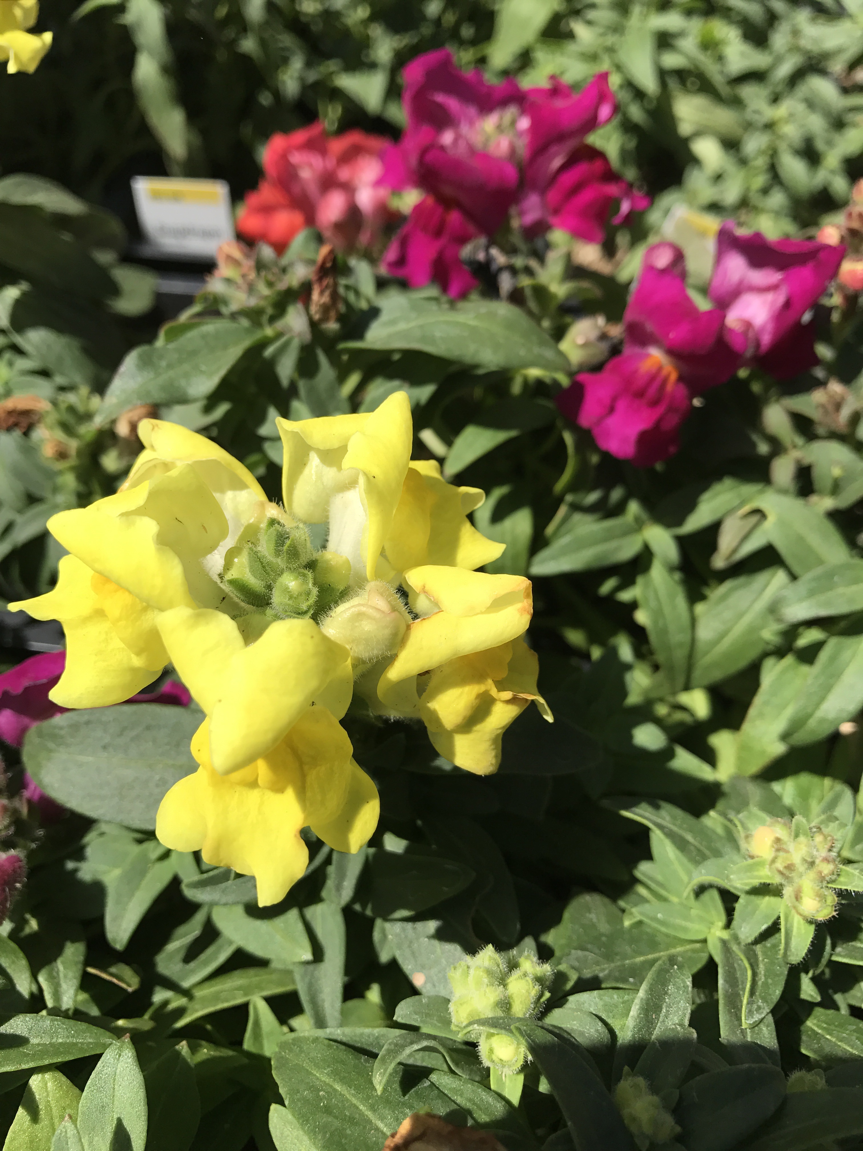 Flower of the Day Snapdragons teleportingweena