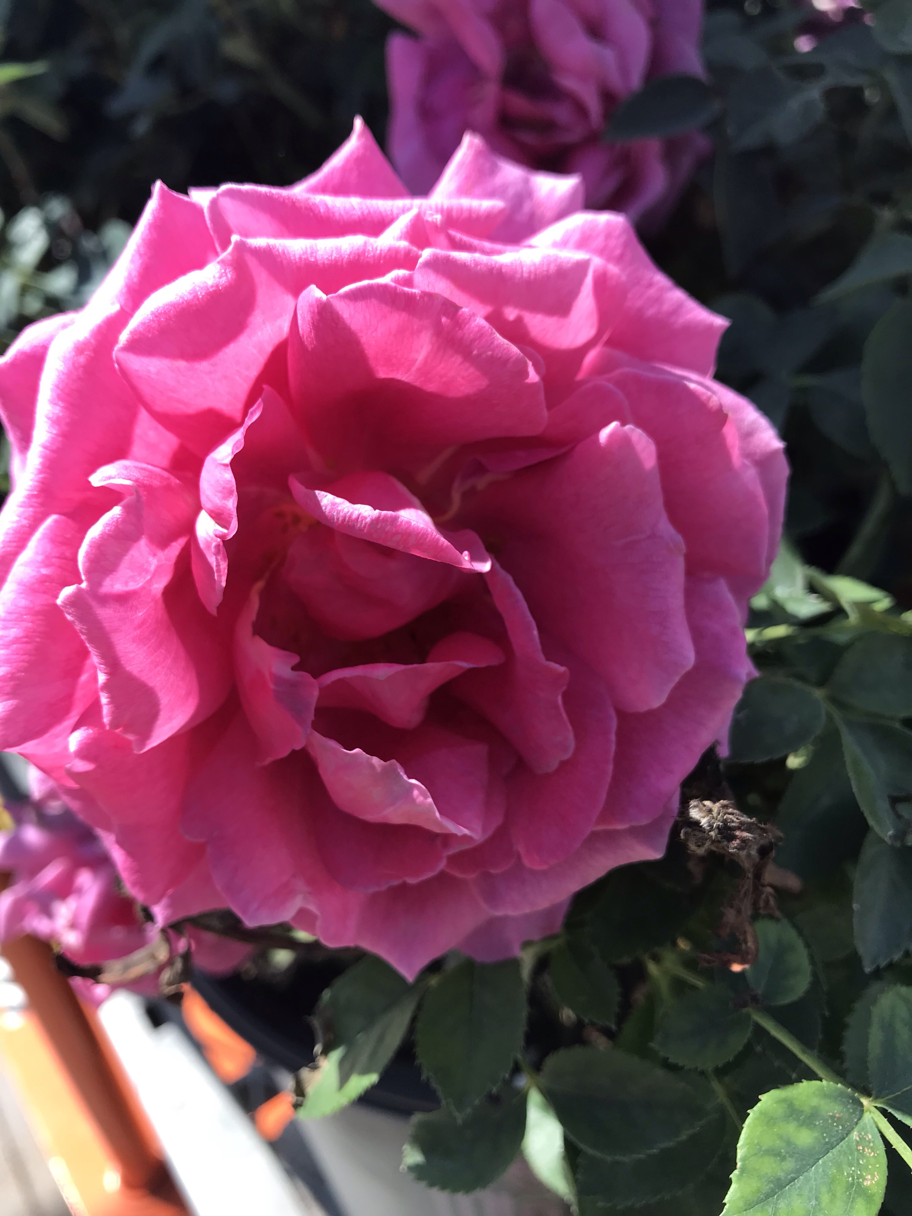 Flower of the Day Rose teleportingweena