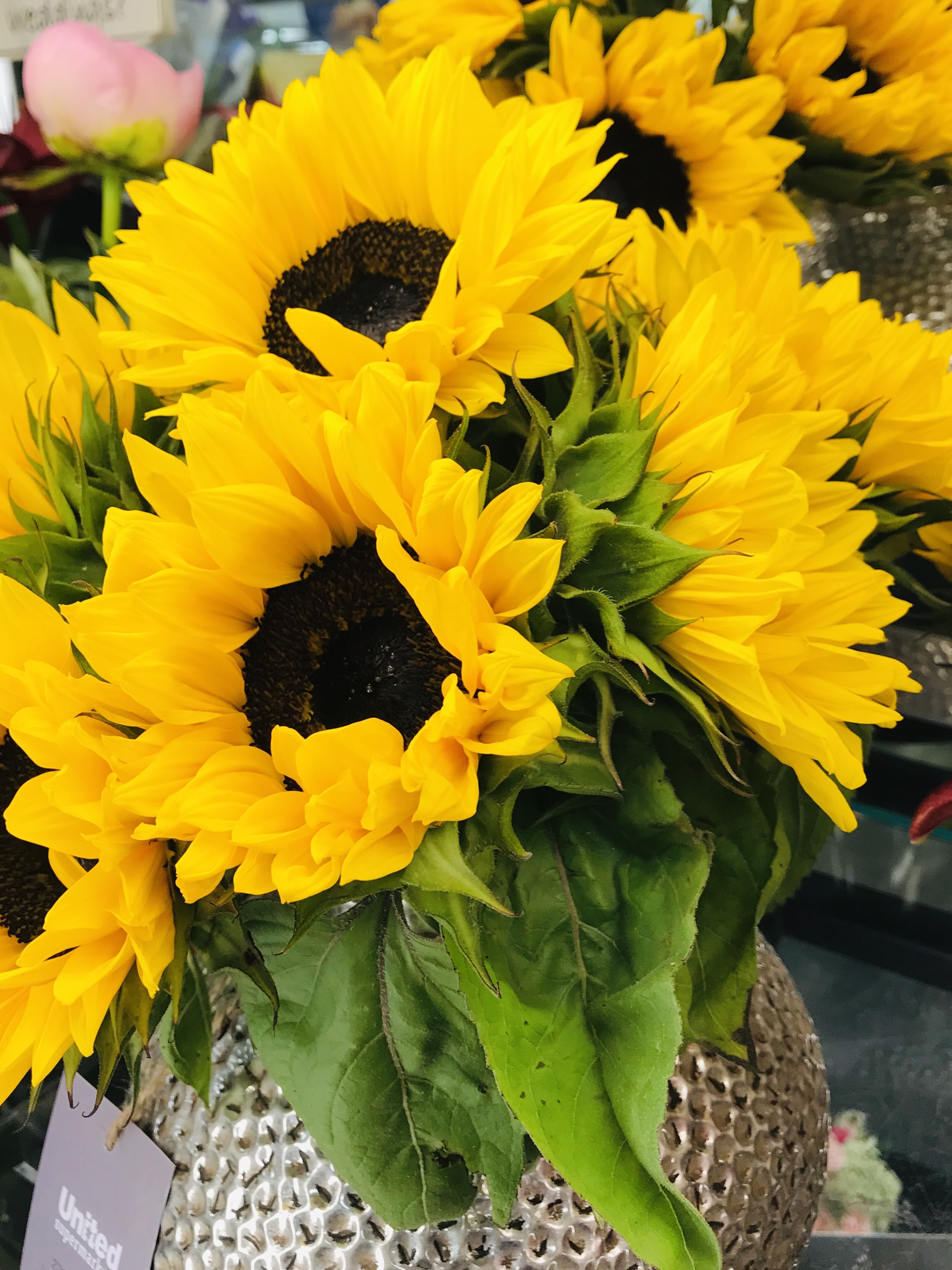 Flower of the Day Sunflowers teleportingweena