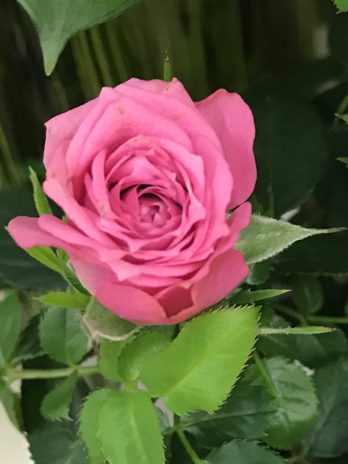 Flower of the Day Pink Rose teleportingweena