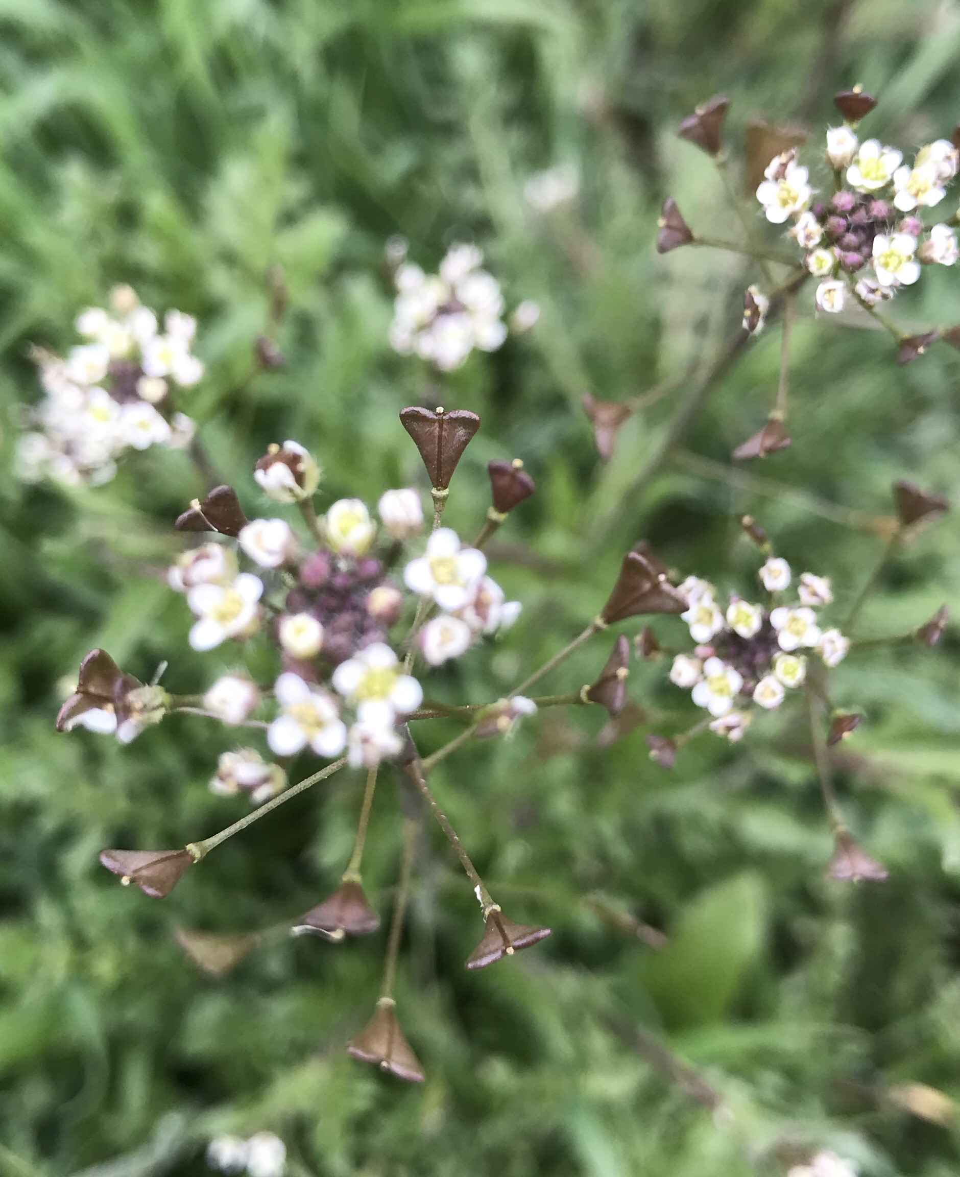 Flower of the Day White Weed Flower teleportingweena