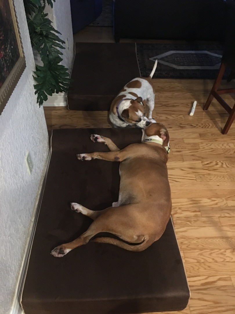 Bully Beds — Teletype