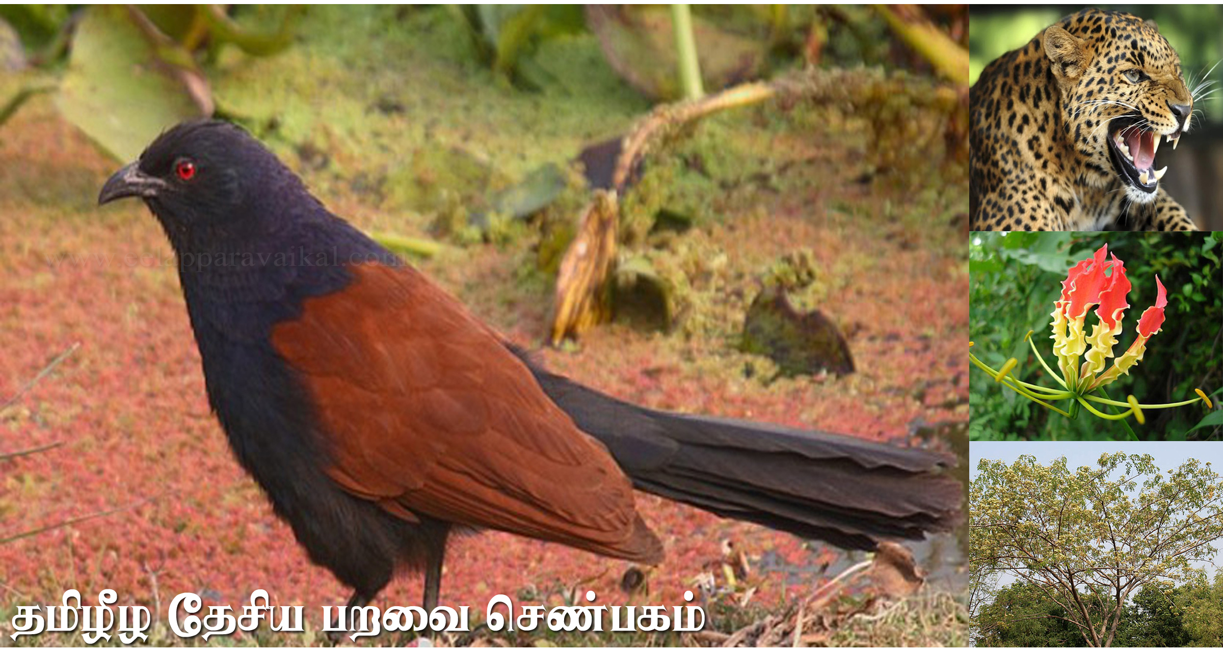 Senbagam The national bird of Tamil Eelam Tamil Heritage