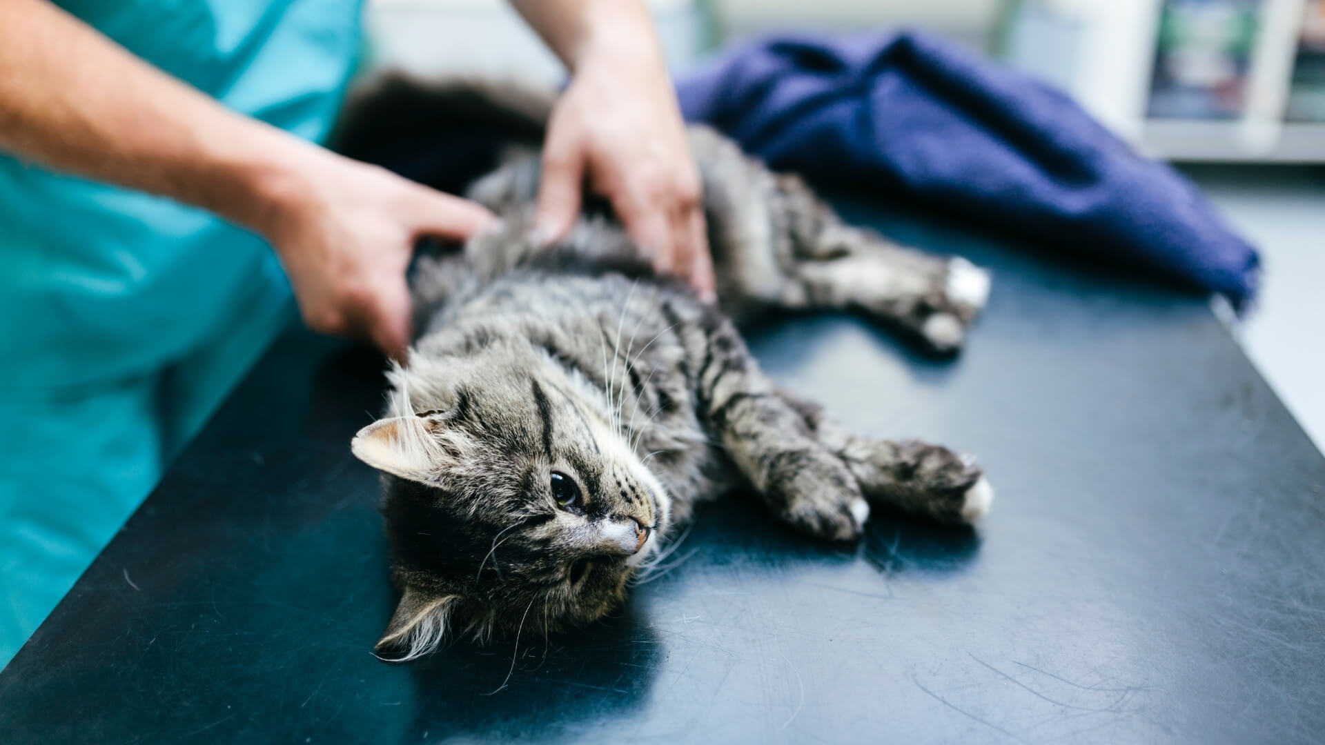 Pet Urgent Care Tell Tail Veterinary Urgent Care
