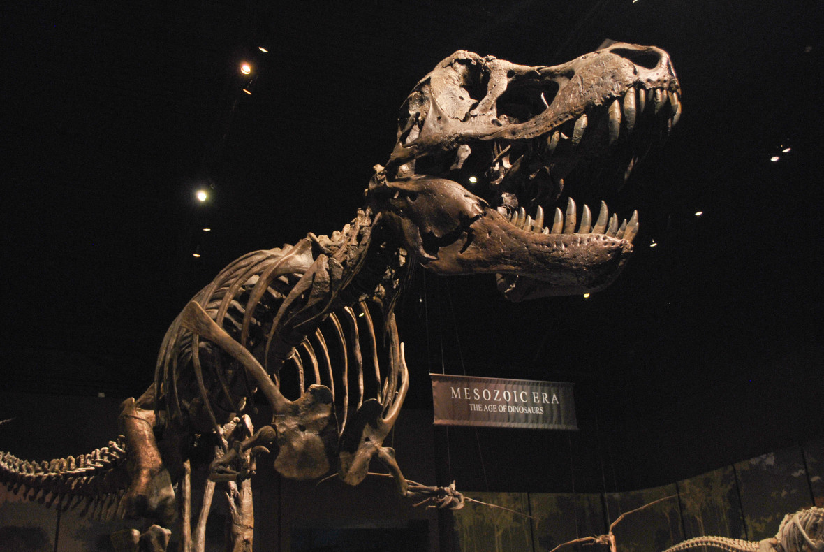 FOSSIL GALLERY Tellus Museum in Cartersville,