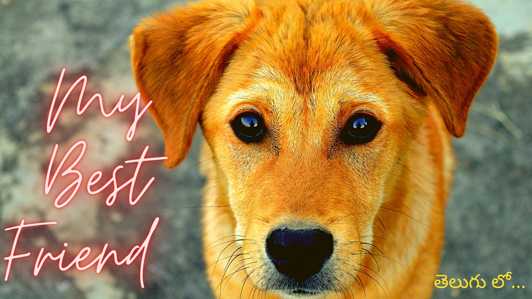 My Dog Is My Best Friend story for kids in Teluguతెలుగు లో...