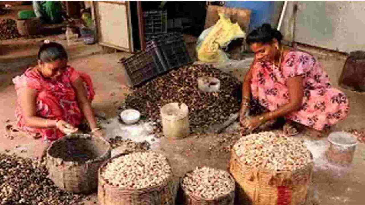 Andhra Pradesh Traders exploiting cashew farmers in Srikakulam