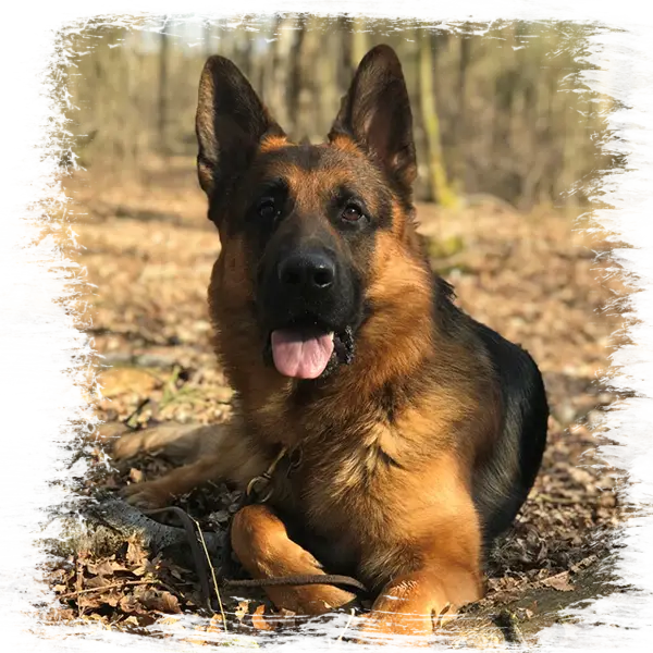 TeMar Shepherds — German Shepherd Breeder in Canby, Oregon