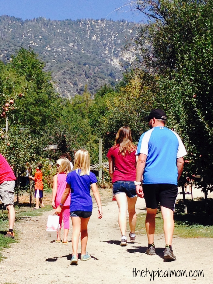 Oak Glen Apple Orchard Apple Picking near Julian California