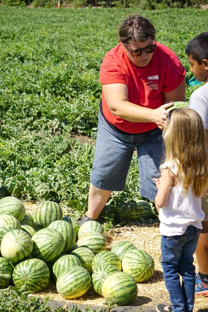 Tanaka Farms Watermelon Tour Fruit Watermelon Picking in Irvine