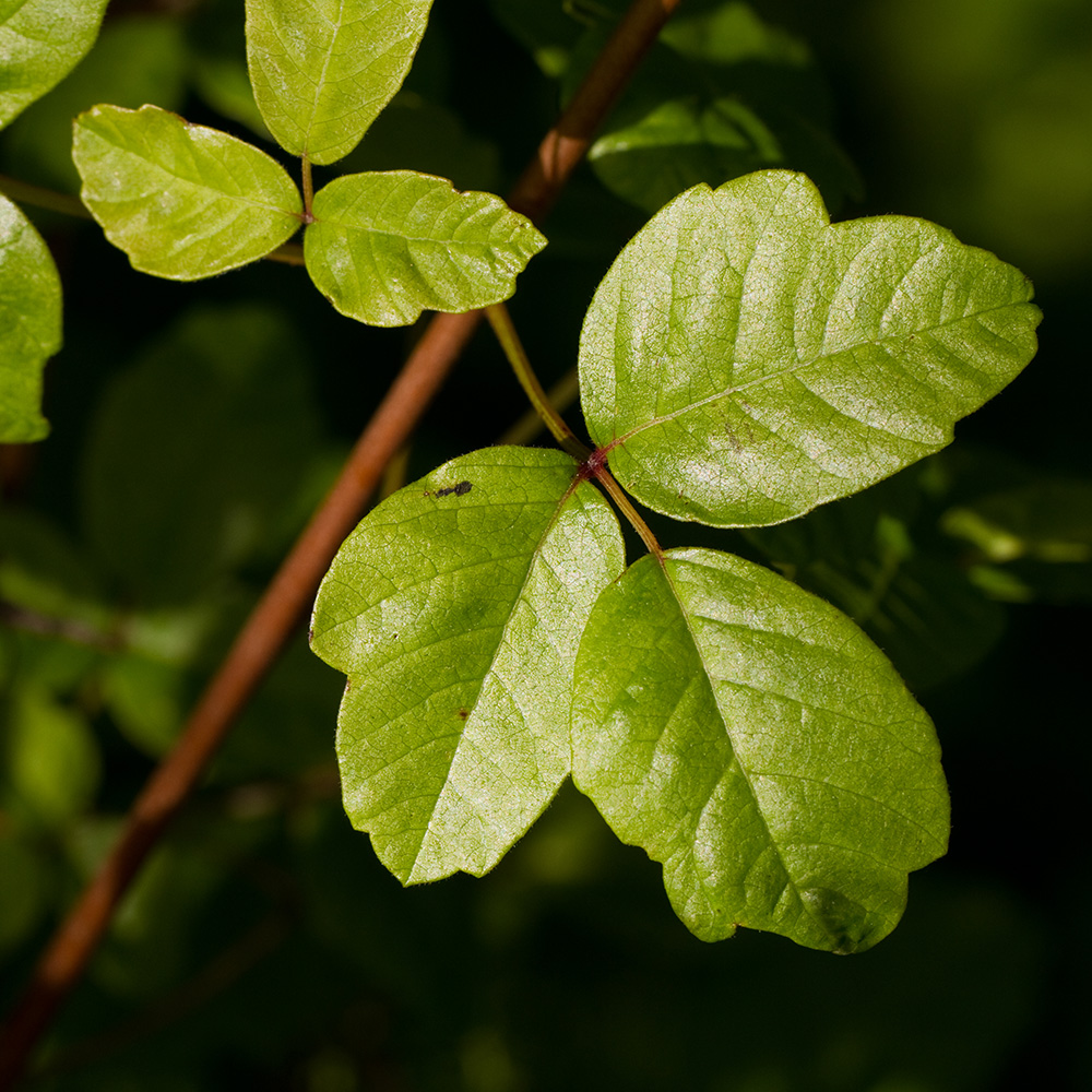 Protect Yourself from Poison Oak McCabe's Landscape