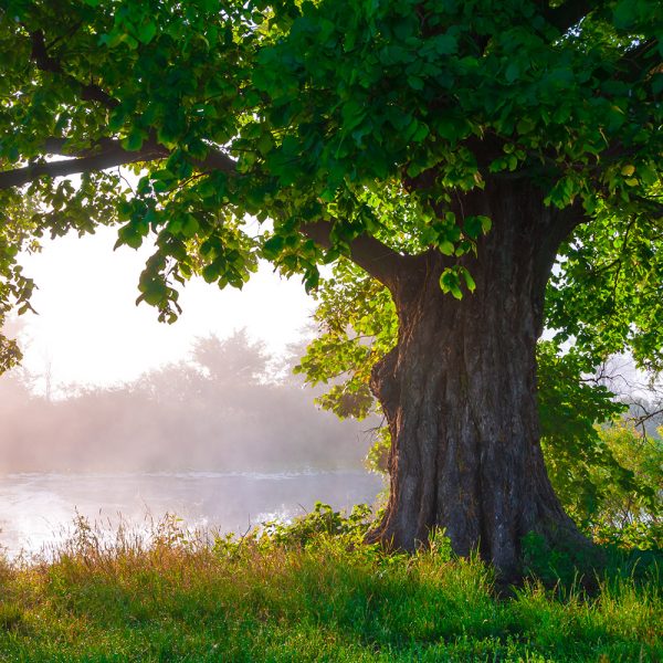 How Much is A Tree Worth? | McCabe's Landscape