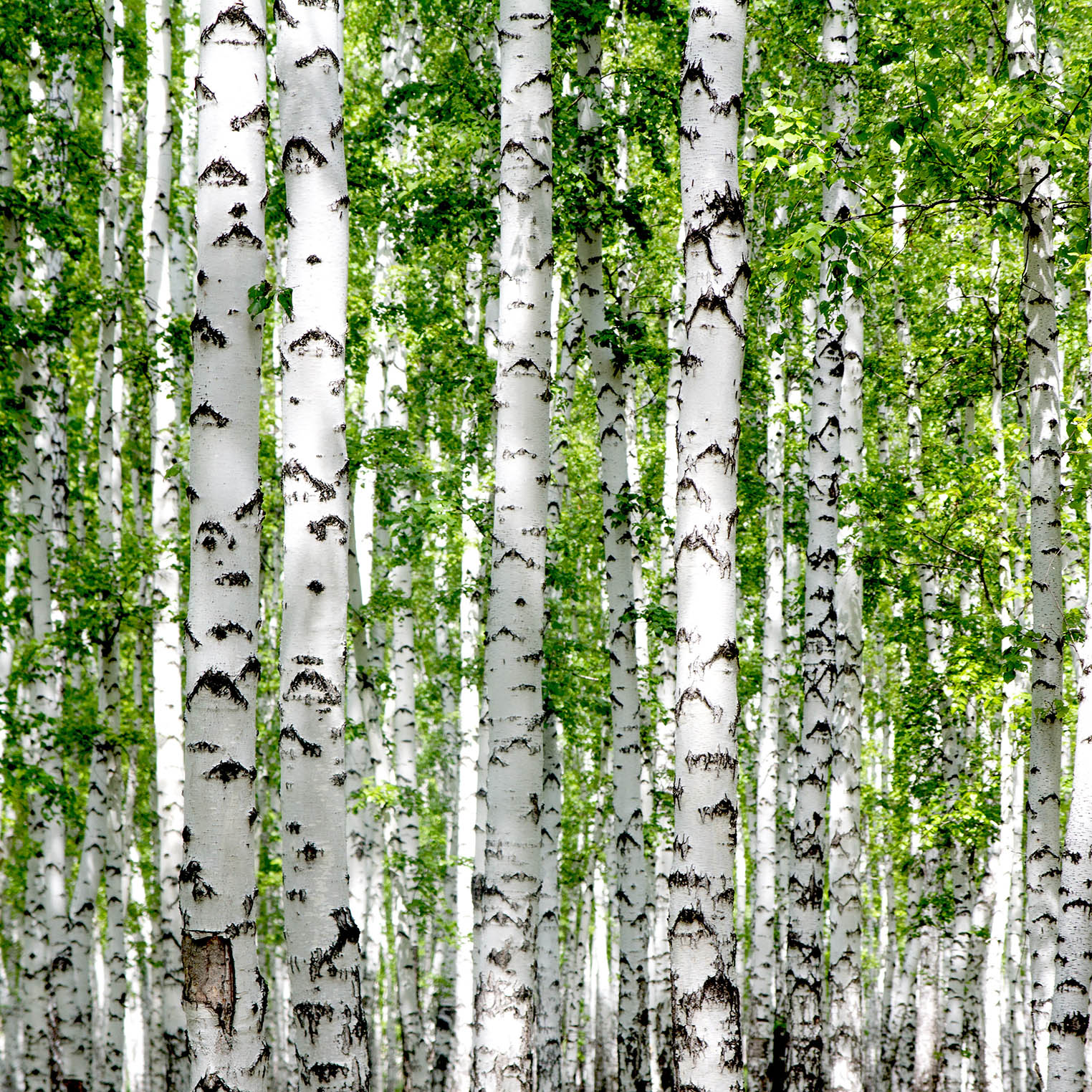 White birch trees in the forest in summer McCabe's Landscape Construction