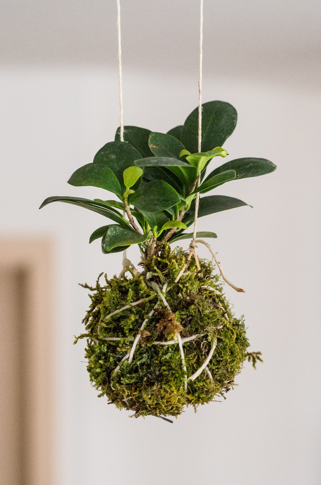DIY Kokedama How to Make a Japanese Moss Ball Planter McCabe's