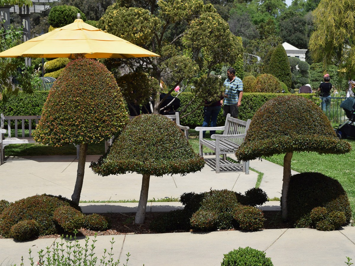 How to Make Topiaries McCabe's Landscape