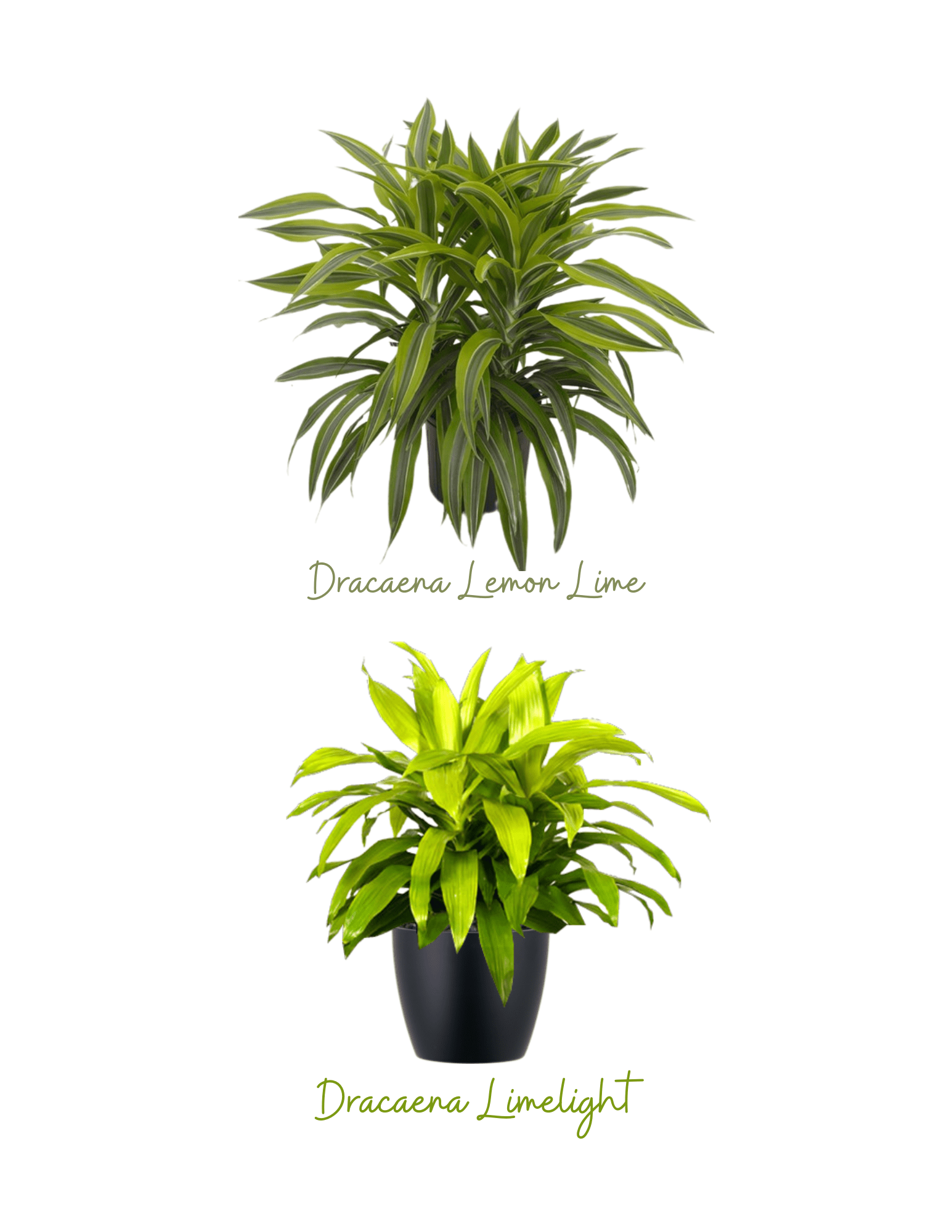 Service Plans and Leasing Options Temecula Plantscape